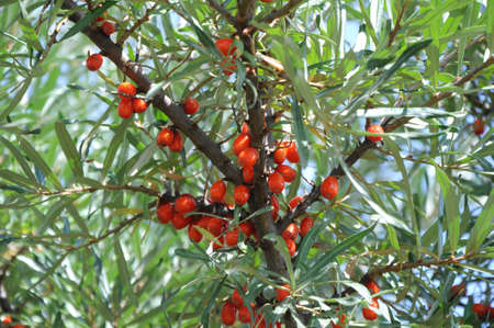 sea buckthorn (Hippophae) on a branch on the background of foliageの写真素材