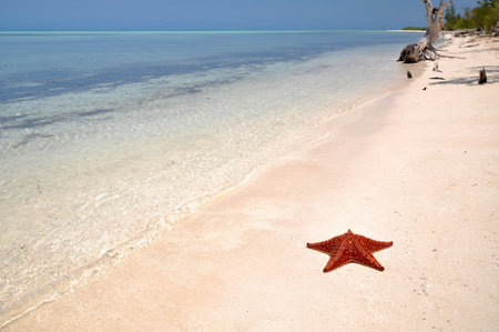 The red starfish is lying on a beautiful beachの写真素材