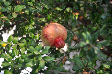 Ripe pomegranate fruit on the tree in the gardenの写真素材