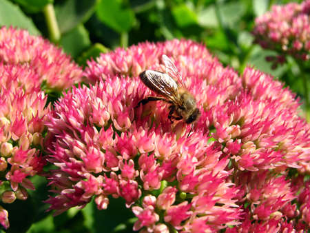 Pink flower with beeの写真素材