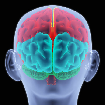 Scanning of a human brain by X-rays. part of the brain highlighted in different colors.