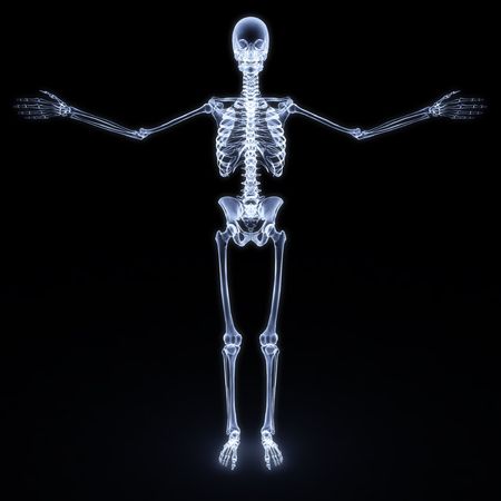 human skeleton x-ray. isolated on whiteの写真素材