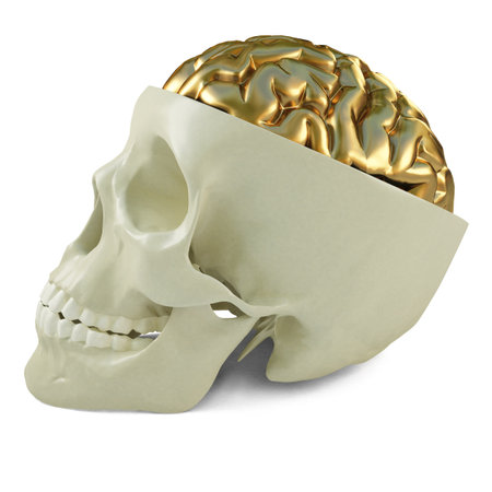 golden brains in the human skull. 3d image.の写真素材