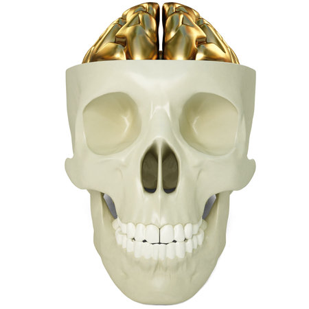 golden brains in the human skull. 3d image.の写真素材
