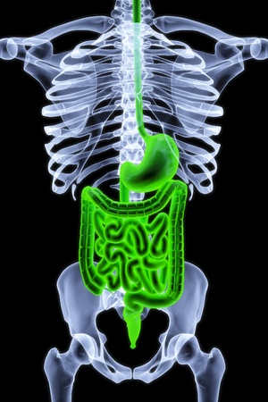 the human body by X-rays. intestine highlighted in green.の写真素材