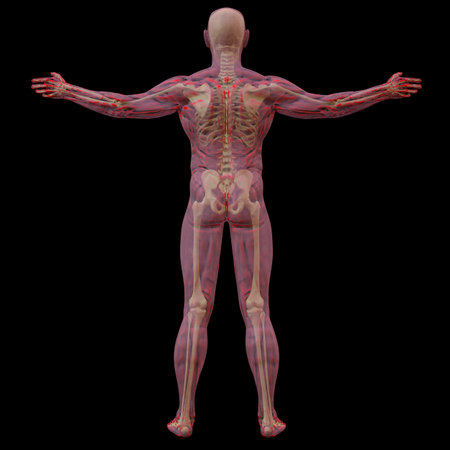 translucent human body with visible bones. isolated on black.の写真素材