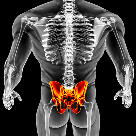 man's body under X-rays. pelvis are highlighted in red. 3D illustration.の写真素材