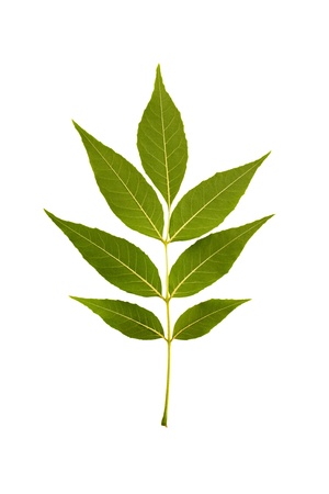 The branch with green leaves on white backgroundの写真素材