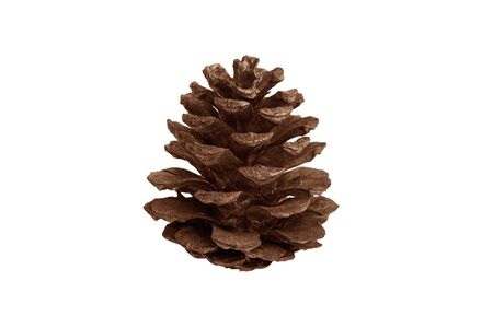 The dry brown pine cone on white backgroundの写真素材