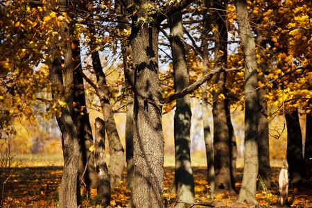 Autumn trees with yellow leaves in the forestの写真素材