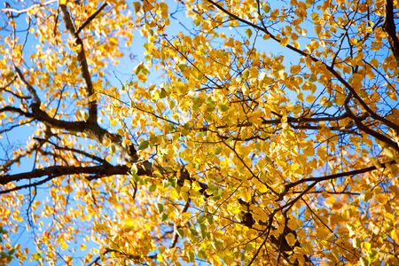 The bright yellow autumn leaves of a birch tree branches onの写真素材