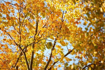 Bright beautiful autumn leaves on the branches of a tree in the forestの写真素材
