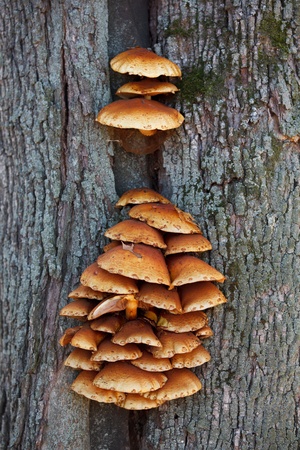Beautiful orange mushrooms growing on a tree at each otherの写真素材