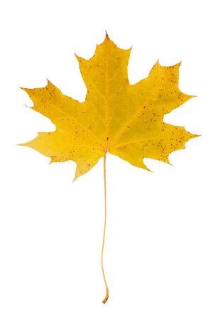 Beautiful autumn maple leaf on a long stem on a white backgroundの写真素材