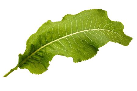 Large decorative green leaf on white backgroundの写真素材