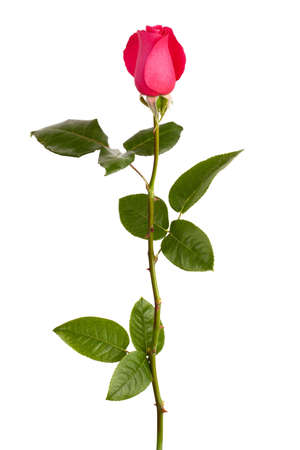 Beautiful elegant red rose on white backgroundの写真素材
