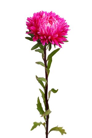 Beautiful purple chrysanthemum on white backgroundの写真素材