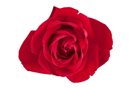 Beautiful fresh red rose on white backgroundの写真素材