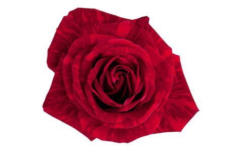 A beautiful red brindle rose on a white backgroundの写真素材