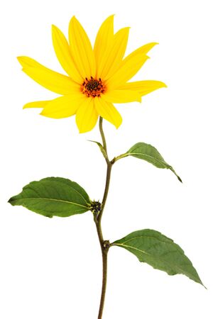 Large yellow daisy flower on a white backgroundの写真素材