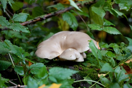 Mushroom in the woods among grass in autumnの写真素材