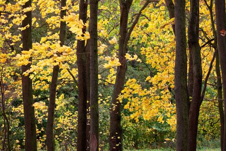 Bright beautiful autumn leaves on the branches of a tree in the forestの写真素材
