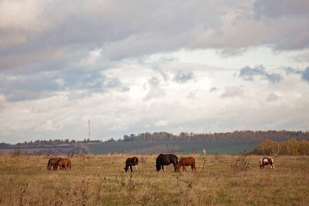 Several horses grazing in the field of autumn dayの写真素材