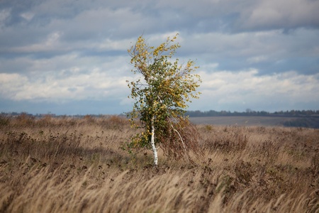 Lonely tree in the wind field in a rainy dayの写真素材