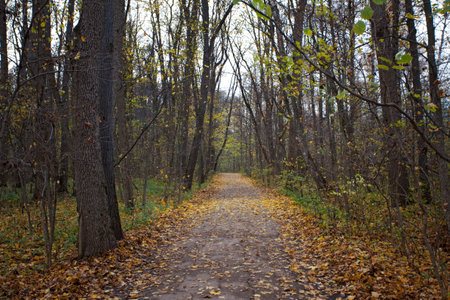 Autumn landscape with large trees and yellow fallen leaves