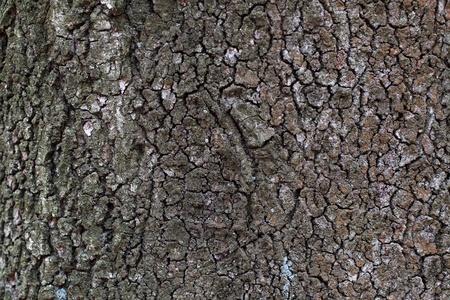 Gray striped bark in the wild forestの写真素材