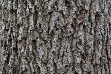 Gray striped bark in the wild autumn tree