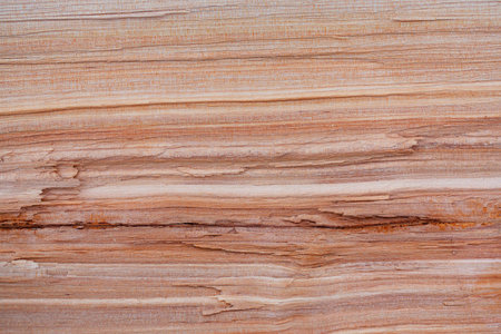 Cut along the tree trunk with longitudinal fibersの写真素材