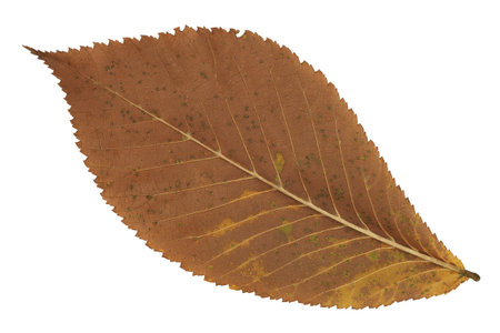 A faded brown autumn leaf on white background