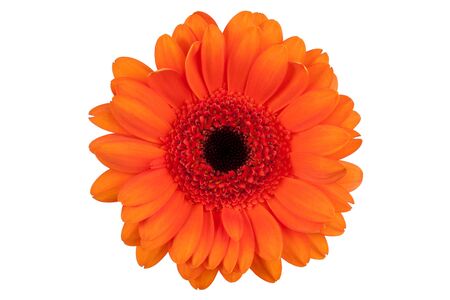 Large flower with petals of orange gerbera on a white backgroundの写真素材