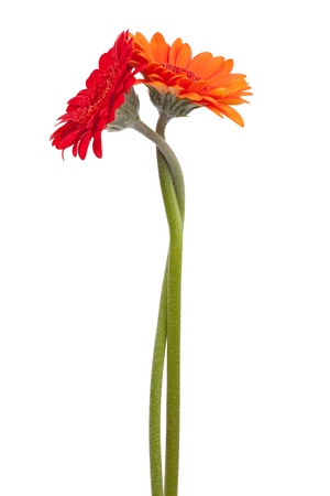 Two-colored gerbera, binding the each other on a white backgroundの写真素材