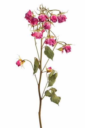 Branches with clusters of small dried roses on a white backgroundの写真素材