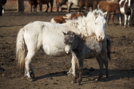 Mare pony next to her little foal on the farmの写真素材