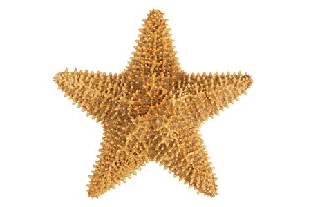 Dried yellow-orange starfish on a white backgroundの写真素材