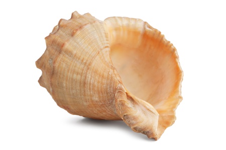 Ocean shell with mother of pearl on a white backgroundの写真素材