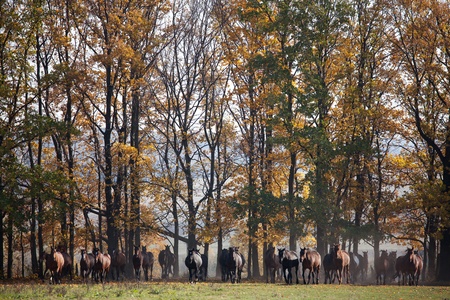 Horse herd runs out of the autumn forestの写真素材
