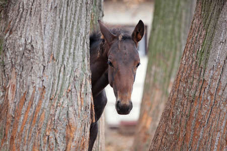 Small foal hiding in the trees on the streetの写真素材