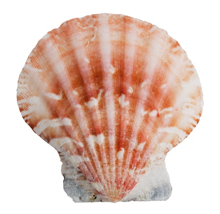 Pink shell clam ocean on a white backgroundの写真素材