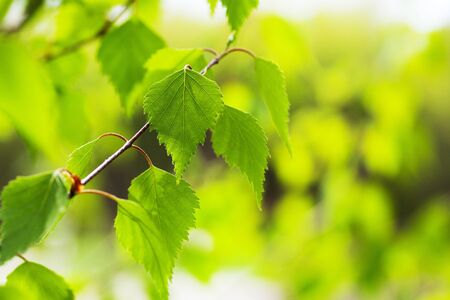 Birch twig with young fresh leaves in early springの写真素材