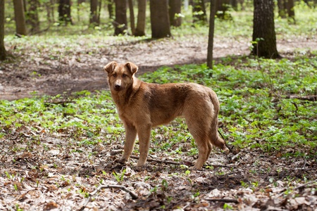 Lost a homeless dog in the woodsの写真素材