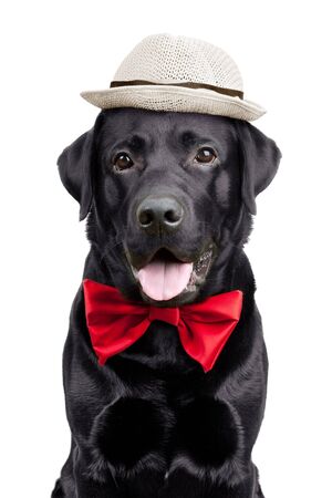 Black Labrador with a hat and tie on  white backgroundの写真素材