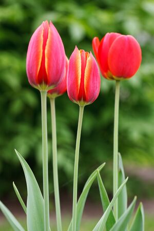 Red tulips on a bed in the gardenの写真素材