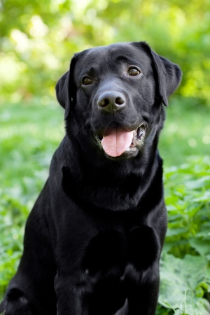Black Labrador Retriever sitting on green grass backgroundの写真素材