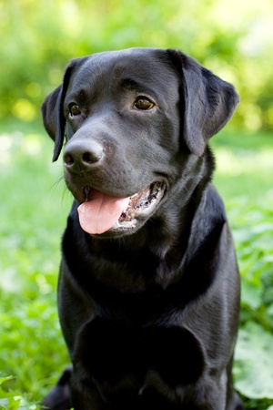 Black labrador retriever sitting on green grass backgroundの写真素材