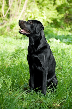 Labrador Retriever with a raised face in the grassの写真素材