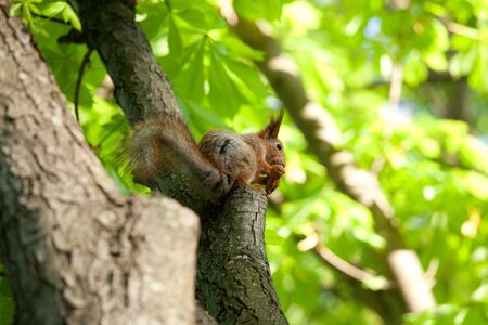Red squirrel sitting on a branch of the chestnut treeの写真素材